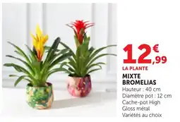 Bi1 Mixte bromelias offre
