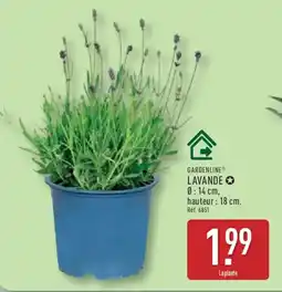 ALDI GARDENLINE Lavande offre