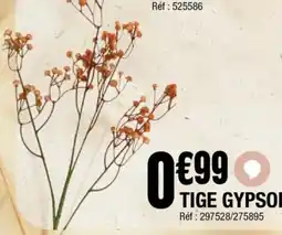 La Foir'Fouille Tige gypsophile offre