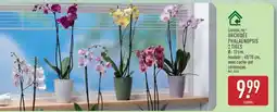 ALDI ORCHIDÉE PHALAENOPSIS 2 TIGES offre