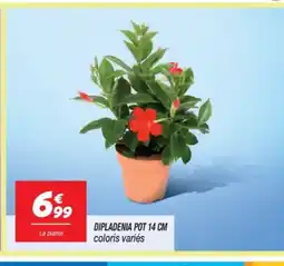 Netto Dipladenia pot offre