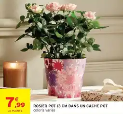 Intermarché Rosier dans un cache pot offre