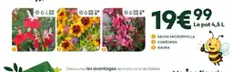 Ma Jardinerie Salvia microphylla, coréopsis, gaura offre