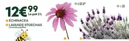 Ma Jardinerie Échinacea, lavande stoechas offre
