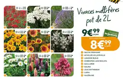 Ma Jardinerie Salvia grahamii, achillée millefeuille, lavande bleue, coréopsis lanceolata, gaillarde, gaura, leucanthemum, lupin, valériane offre