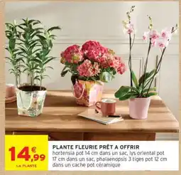 Intermarché Plante Fleurie Prêt à Offrir offre