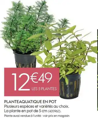 Truffaut Planteaquatique en pot offre
