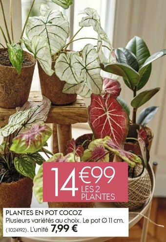 Truffaut Plantes en pot cocoz offre