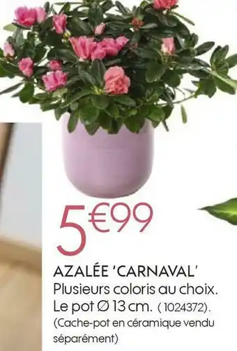 Truffaut Azalée carnaval offre