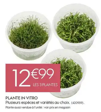 Truffaut Plante in vitro offre