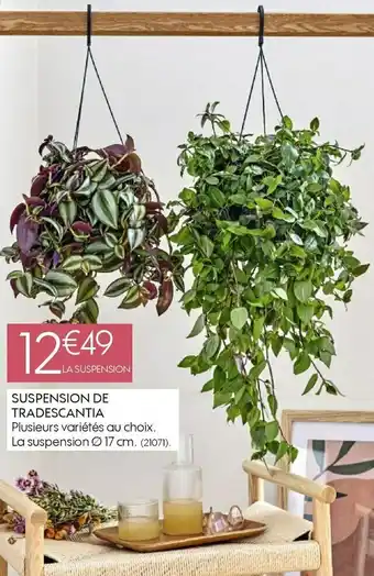 Truffaut Suspension de tradescantia offre