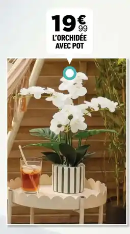 Centrakor L'orchidée avec pot offre