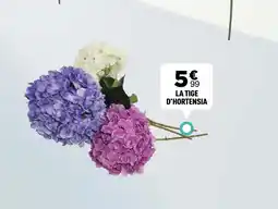 Centrakor La tige d'hortensia offre