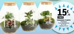 E.Leclerc Terrarium 2 plantes offre