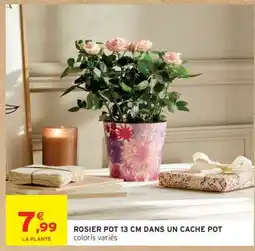 Intermarché ROSIER POT 13 CM DANS UN CACHE POT offre