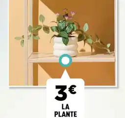 Centrakor La plante offre