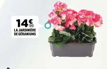 Centrakor La jardinière de géraniums offre
