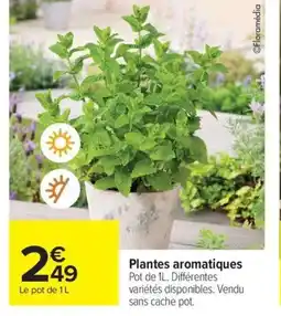 Carrefour Plantes aromatiques offre