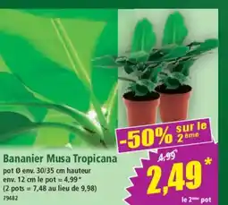 Norma Bananier Musa Tropicana offre