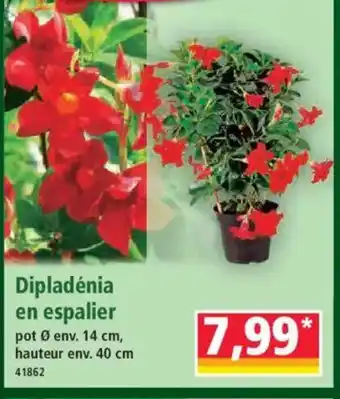 Dipladénia en espalier