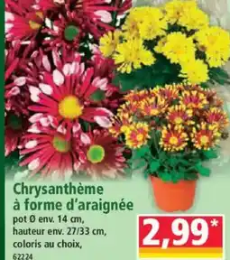 Norma Chrysanthème à forme d'araignée offre