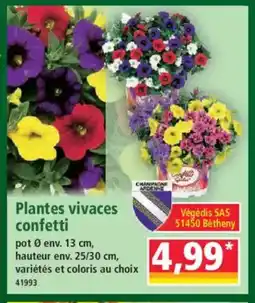 Norma Plantes vivaces confetti offre