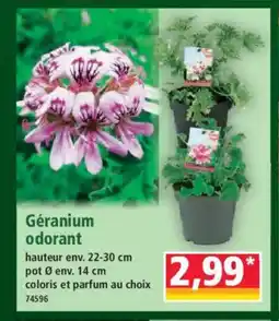 Norma Géranium odorant offre