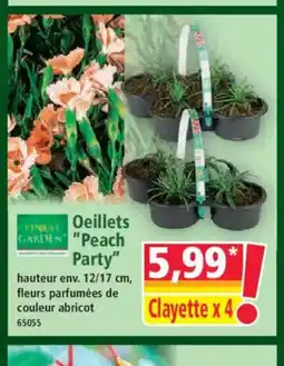 Norma FINEST GARDEN Oeillets Peach Party offre