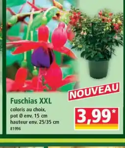 Norma Fuschias XXL offre