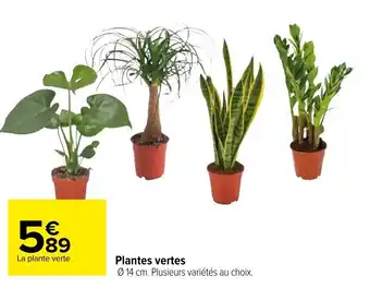 Carrefour Plantes vertes offre