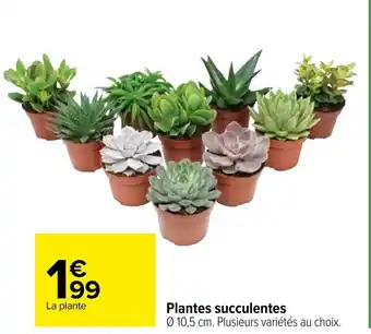 Carrefour Plantes succulentes offre