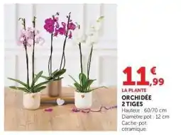 Hyper U Orchidée 2 tiges offre