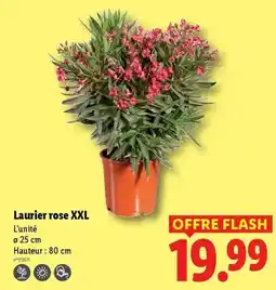 Lidl Flash - laurier rose xxl offre
