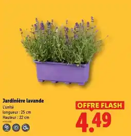 Lidl Flash - jardinière lavande offre