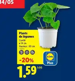 Lidl Lidl - plants de légumes offre