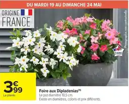 Carrefour Market Foire aux dipladenias offre