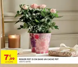 Intermarché Hyper Rosier pot 13 cm dans un cache pot offre