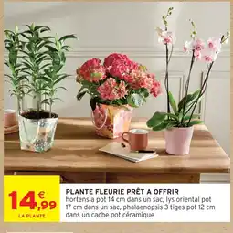 Intermarché Hortensia pot 14 cm dans un sac offre