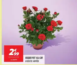 Netto Rosier pot 10.5 cm offre