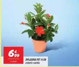 Netto Dipladenia pot 14 cm offre