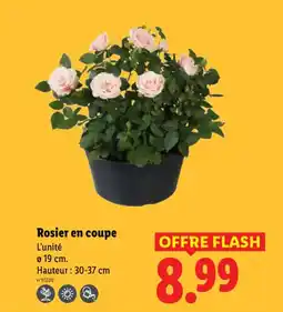 Lidl Rosier en coupe offre