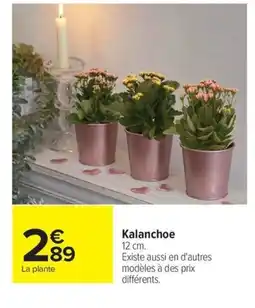 Carrefour Kalanchoe offre