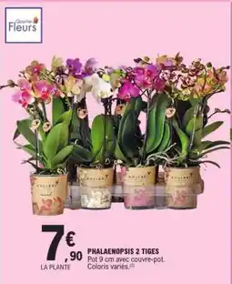 E.Leclerc PHALAENOPSIS 2 TIGES offre