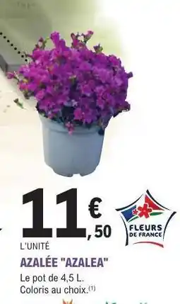 E.Leclerc AZALÉE AZALEA offre