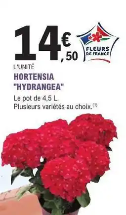 E.Leclerc HORTENSIA 'HYDRANGEA' offre