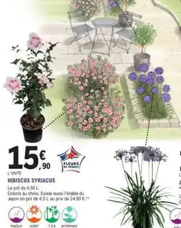 E.Leclerc HIBISCUS SYRIACUS offre