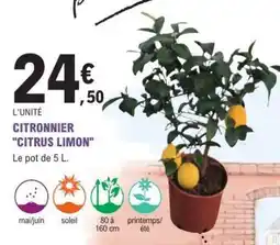E.Leclerc CITRONNIER CITRUS LIMON offre