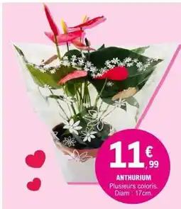 E.Leclerc Anthurium offre