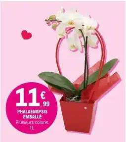 E.Leclerc PHALAENOPSIS EMBALLÉ offre