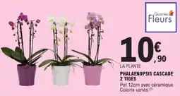 E.Leclerc Phalaenopsis cascade 2 tiges offre